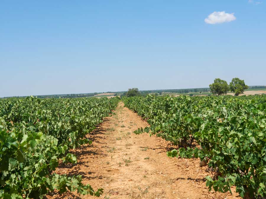 Las 10 curiosidades de la variedad “Tempranillo”