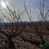 Cuidados del viñedo en invierno