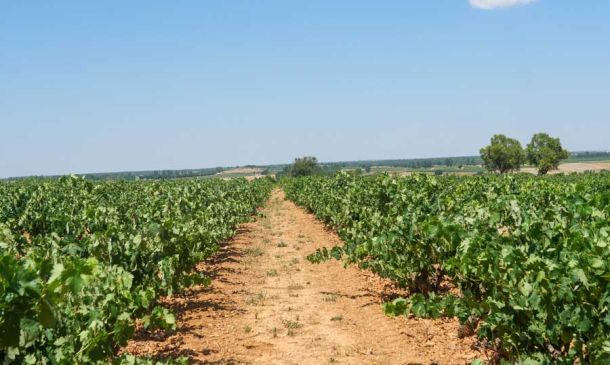 Las 10 curiosidades de la variedad “Tempranillo”