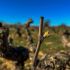 Descubriendo el proceso de brotación de la vid en Bodegas Milvus, DO Ribera del Duero