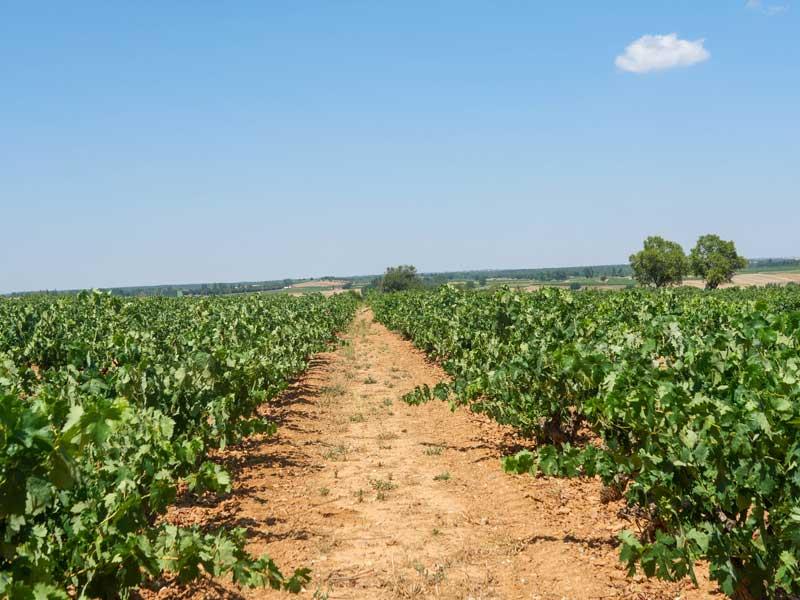 Campo de viñedos de Bodegas MIlvus, vinos Ribera del Duero