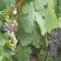 Muestreo de uva: preparándonos para la vendimia