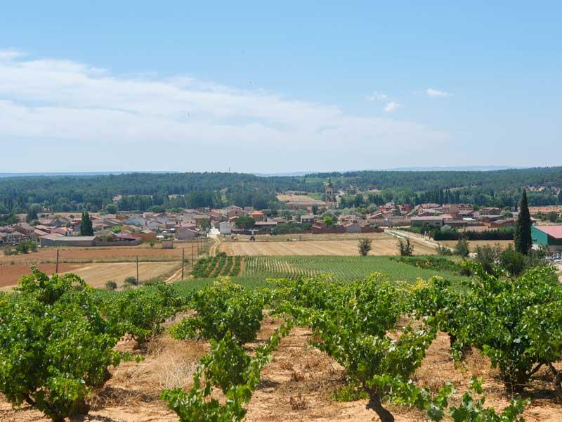 Viñedos de Bodegas Milvus, vinos sostenibles Ribera del Duero