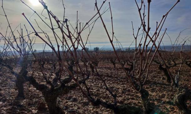 Cuidados del viñedo en invierno