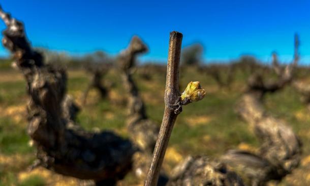 Descubriendo el proceso de brotación de la vid en Bodegas Milvus, DO Ribera del Duero