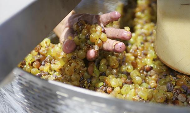 ¿Qué es la maceración carbónica? Bodegas Milvus