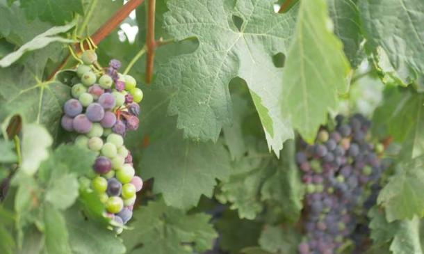 Muestreo de uva: preparándonos para la vendimia