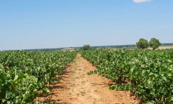 Las 10 curiosidades de la variedad “Tempranillo”