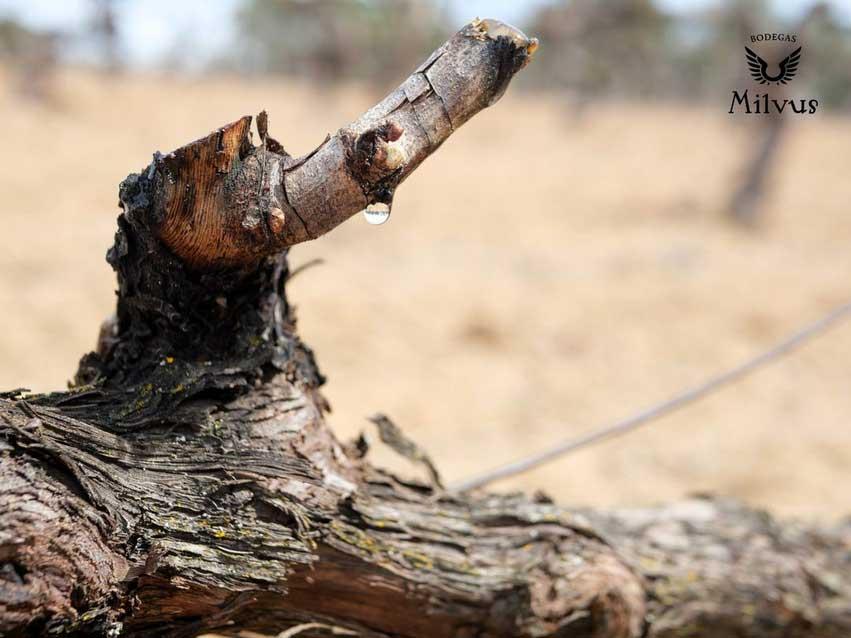 Cepa de Bodegas Milvus vinos Ribera del Duero sostenibles