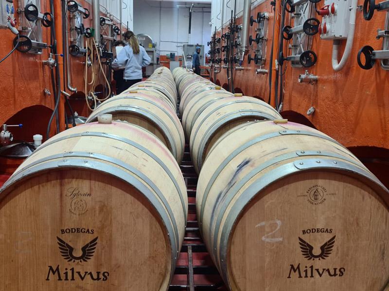 ¿En qué consiste el proceso de fermentación del vino? Tipos de fermentación